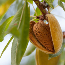 ALMOND SWEET