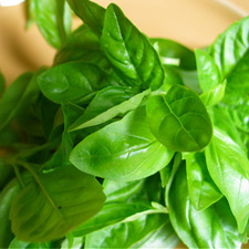 BASIL (NORTH)