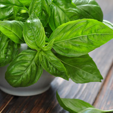 BASIL (SOUTH)
