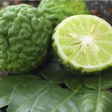 BERGAMOT