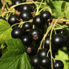 BLACK CURRENT