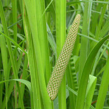 CALAMUS