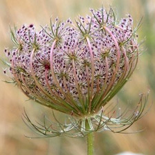 CARROT SEED