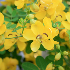 CASSIA