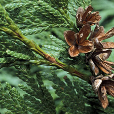 CEDAR WOOD