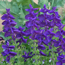 CLARY SAGE