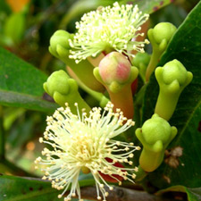 CLOVE BUD