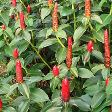 COSTUS
