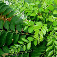 CURRY LEAF