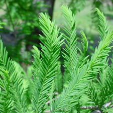 CYPRESS