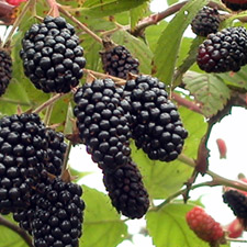 DEWBERRY
