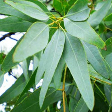 EUCALYPTUS