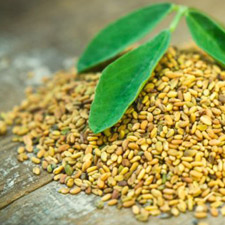FENUGREEK