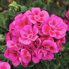 GERANIUM