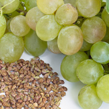 GRAPE SEED