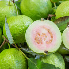 GUVAVA