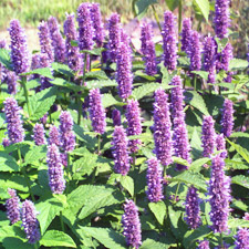 HYSSOP