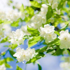 JASMIN ABSOLUTE