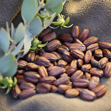 JOJOBA