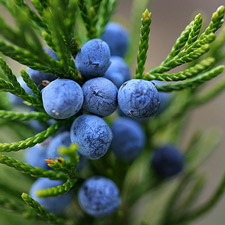 JUNIPER BERRY