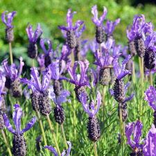 LAVENDER (FRENCH)