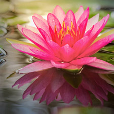 LOTUS