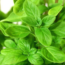 MARJORAM