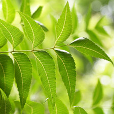 NEEM OIL