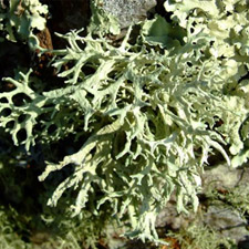 OAKMOSS ABSOLUTE