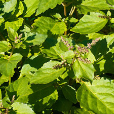 PATCHOULI
