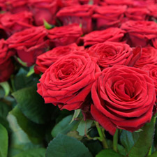ROSE ABSOLUTE