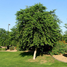 ROSE WOOD