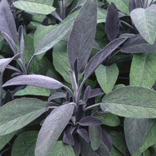SAGE