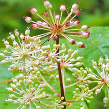 SPIKENARD