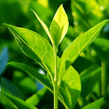 TEA TREE