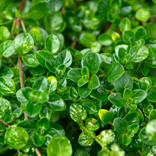 THYME