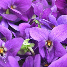 VIOLET